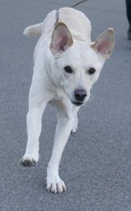 fliegende Hundeohren