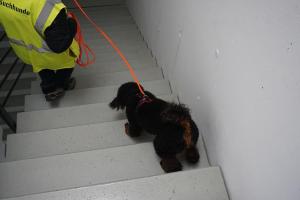 Teamarbeit beim Mantrailing